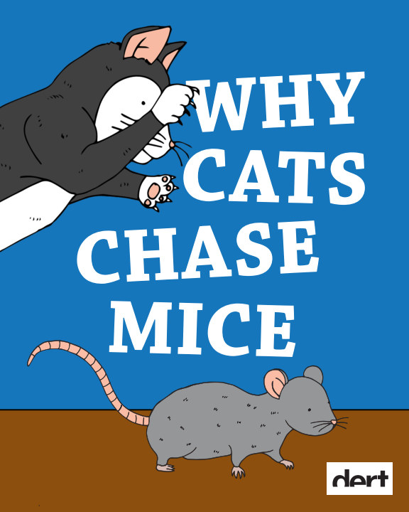 Why Cats Chase Mice by Jessie Yao Blurb Books